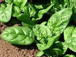 Spinach, Old english