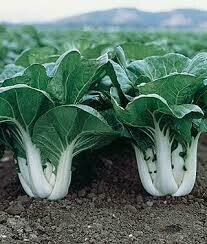 Cabbage, Pak choi