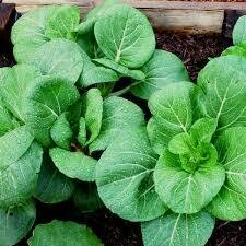 Cabbage, BOK choi