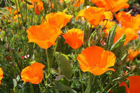 California Poppy