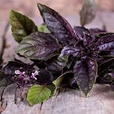 Basil, Dark opal