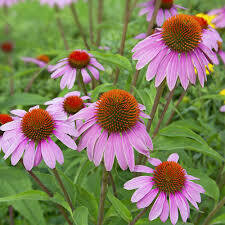 Echinacea purpurea seed