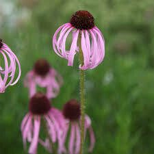 Echinacea pallida seed