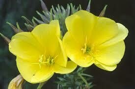 Evening primrose seed