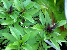 Basil, Thai seed