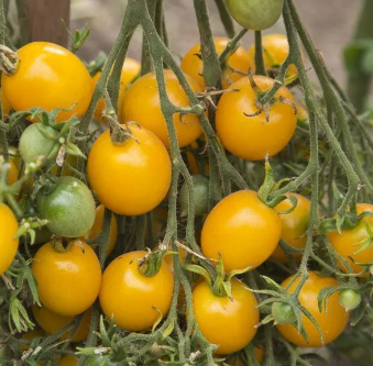 Tomato Yellow Cherry Honey Bee