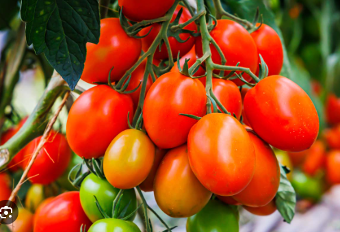 Tomato Cherry Roma