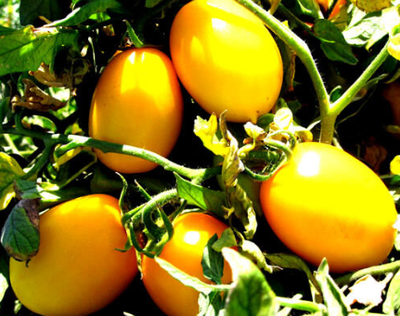 Tomato Burnley Bounty