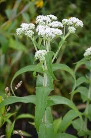 Boneset seed