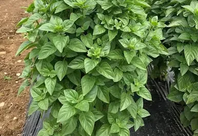 Basil, Lemon
