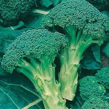 Broccoli seed  - Green sprouting