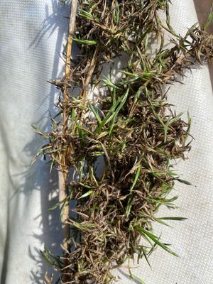 Lemongrass Fresh Seed Sprouting In The Bag