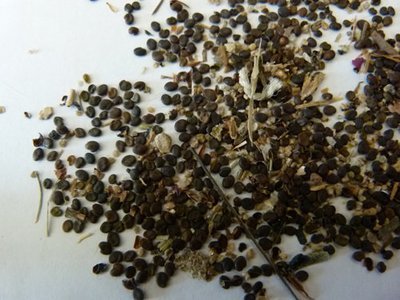 Astragalus seed