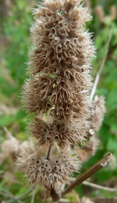 Culinary Herb Seeds