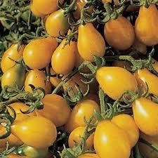 Tomato - Yellow Pear Tomato - Yellow Pear