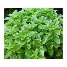 Basil - Greek