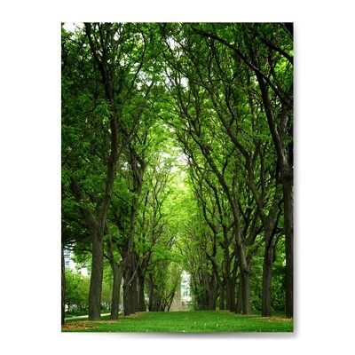 Tree Tunnel