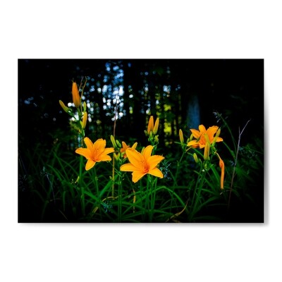 Daylilies at Dusk