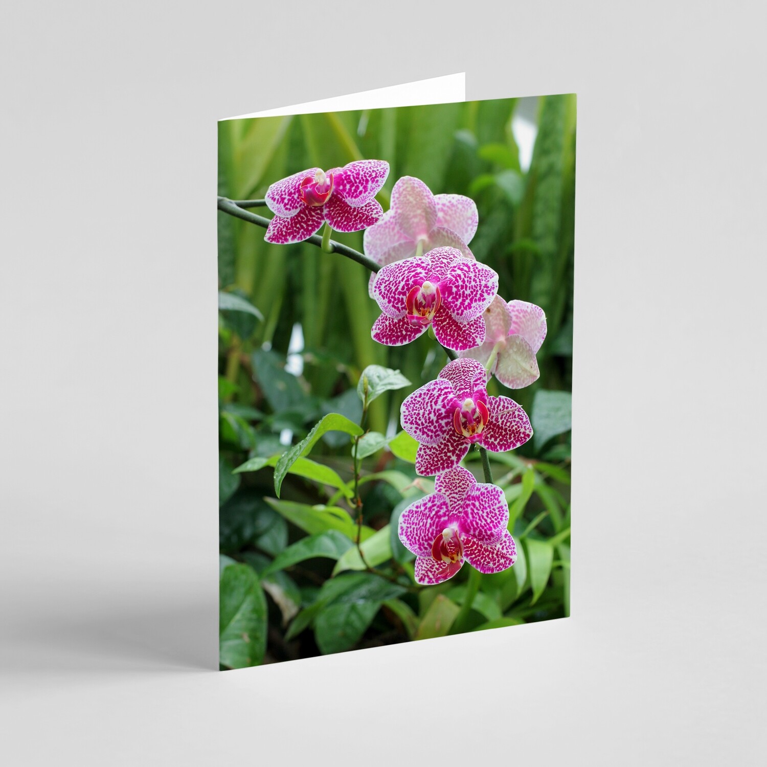 'Orchids et Aliae ' Greeting Card Series - Pack of 30 Different Cards