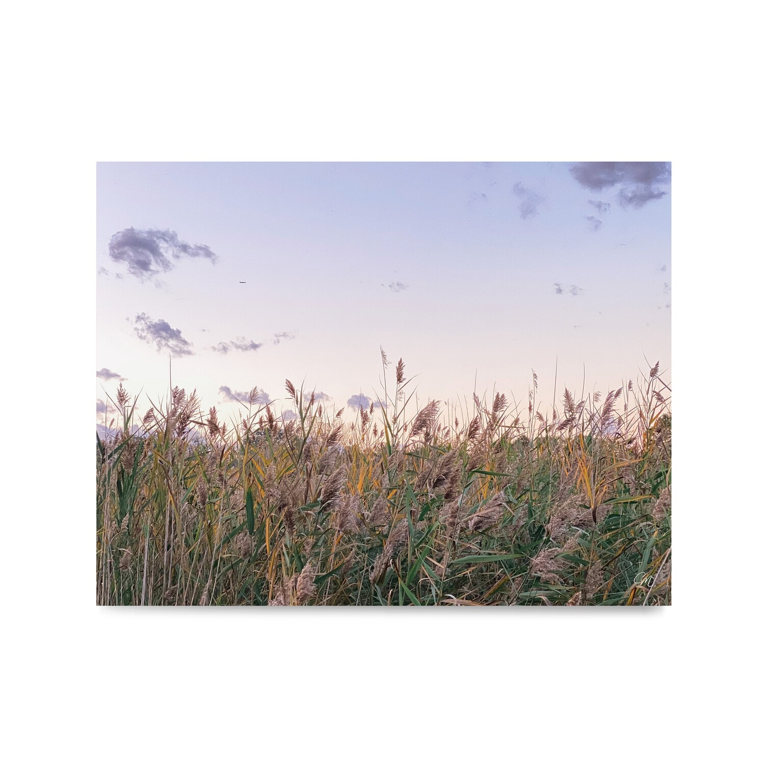 Meadow in May