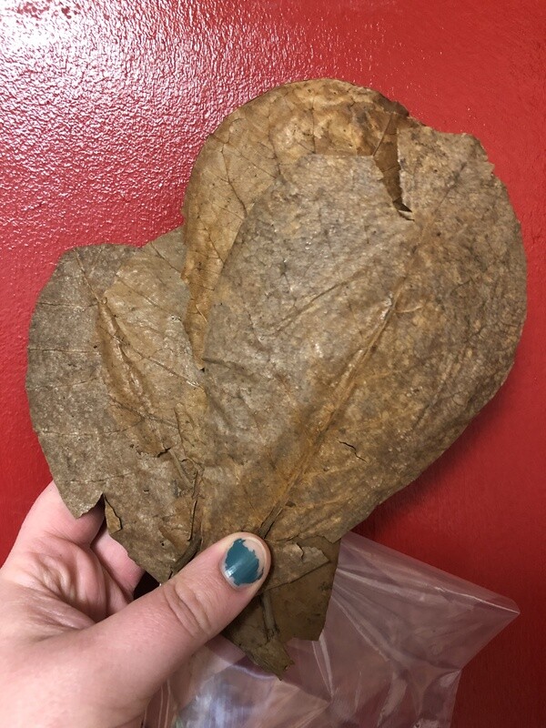 5 Pack of 6-9 inch Indian Almond Leaves 5 Pack of 6-9 inch Indian Almond Leaves