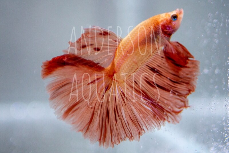 Ulrich 8X10 Photo Print (Free Shipping) Ulrich 8X10 Photo Print (Free Shipping)