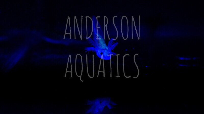 GFP Axolotl 8X10 Photo Print (Free Shipping) GFP Axolotl 8X10 Photo Print (Free Shipping)