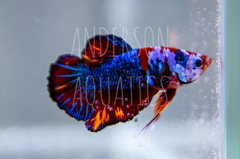 Kevin 8X10 Photo Print (Free Shipping) Kevin 8X10 Photo Print (Free Shipping)