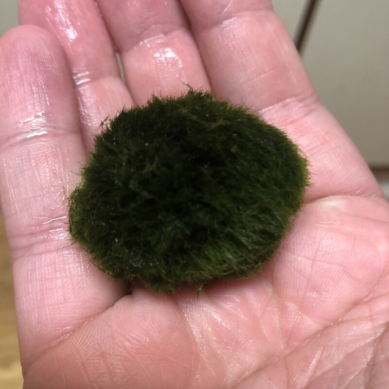 Single 1.5-2 Inch Marimo Moss Ball Single 1.5-2 Inch Marimo Moss Ball
