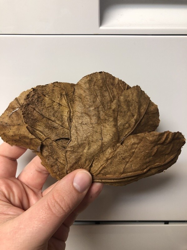 5 Pack of 4-5 inch Indian Almond Leaves 5 Pack of 4-5 inch Indian Almond Leaves