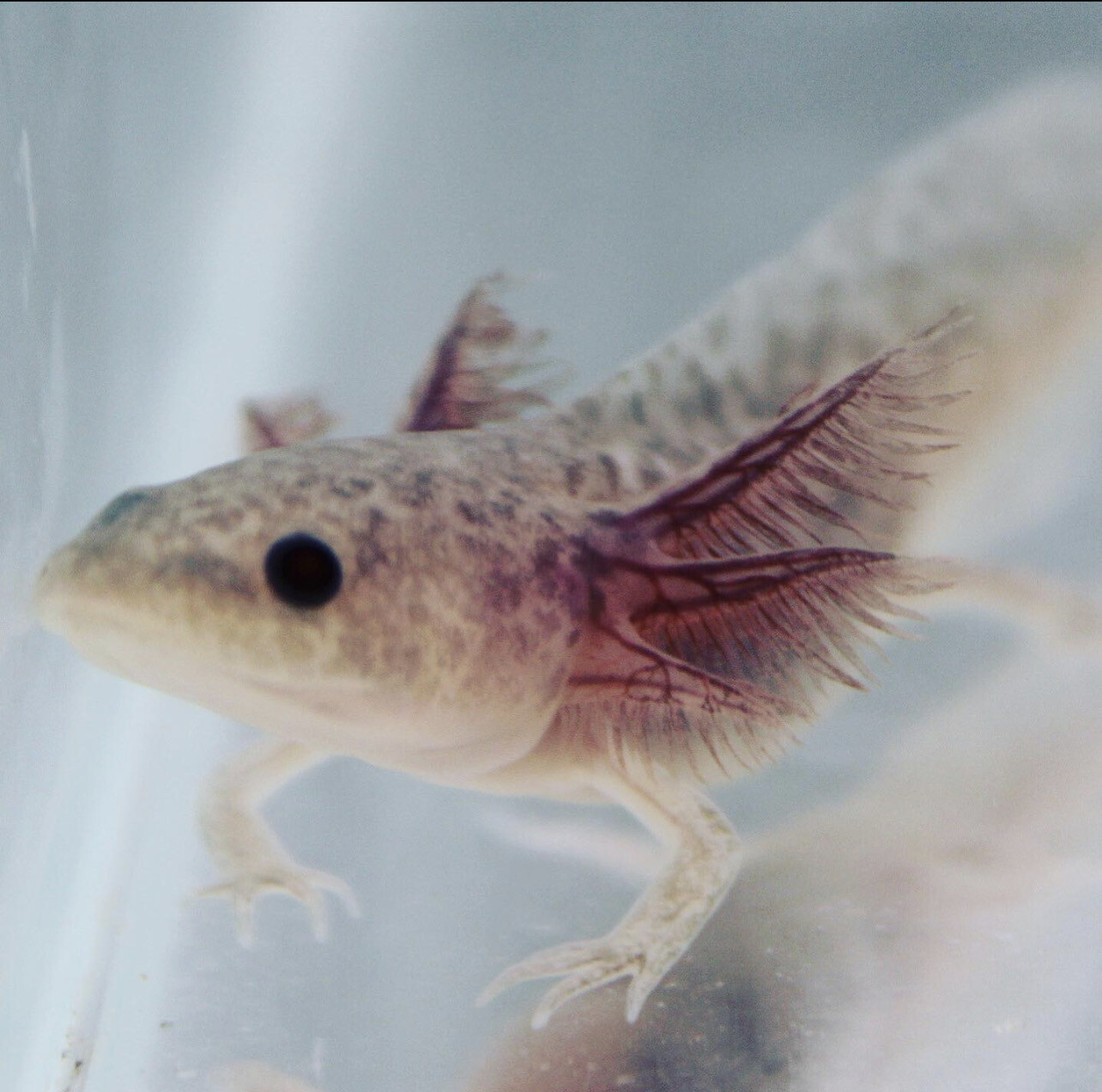 Axanthic Copper Axolotl