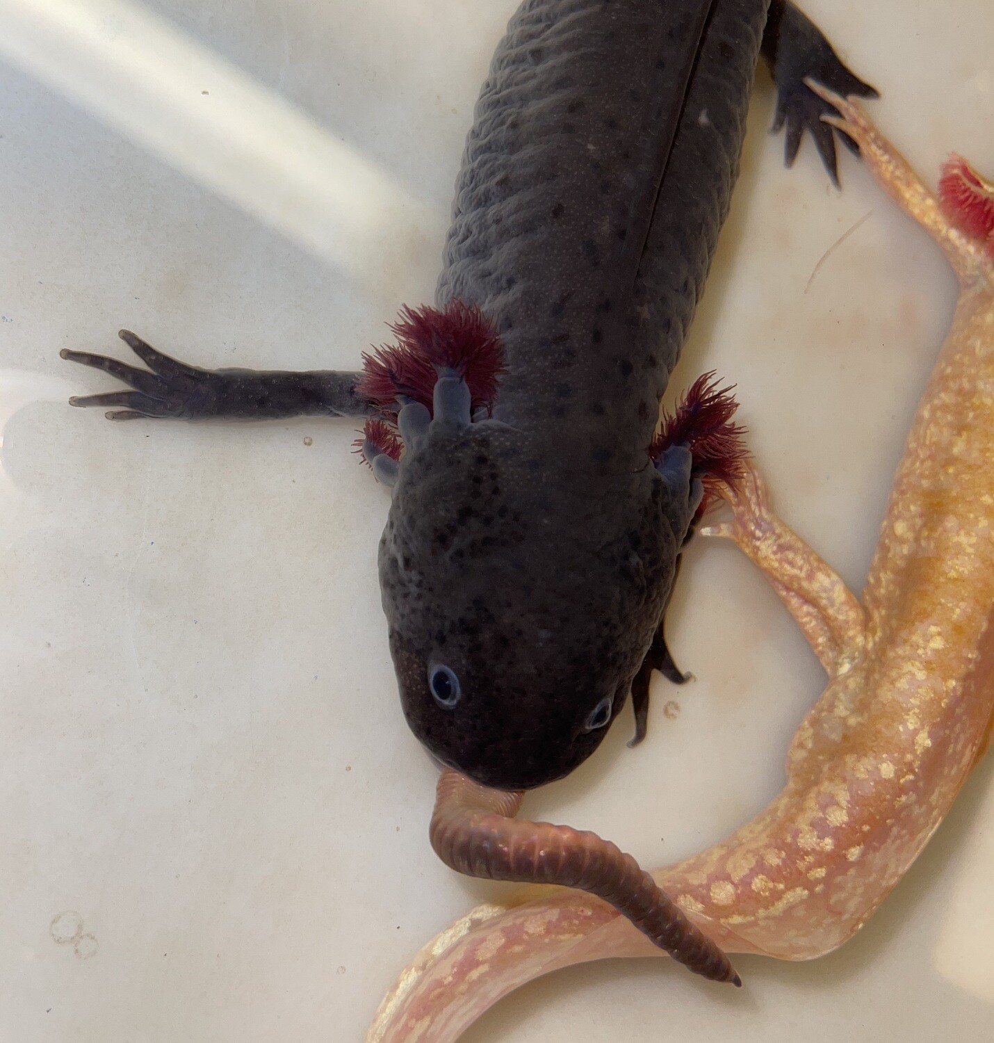 Axanthic Copper Axolotl
