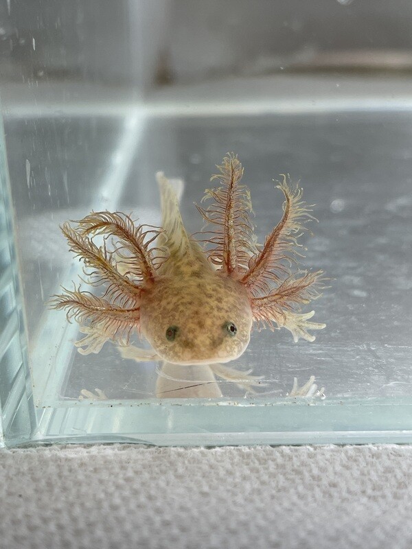 Axolotl Price