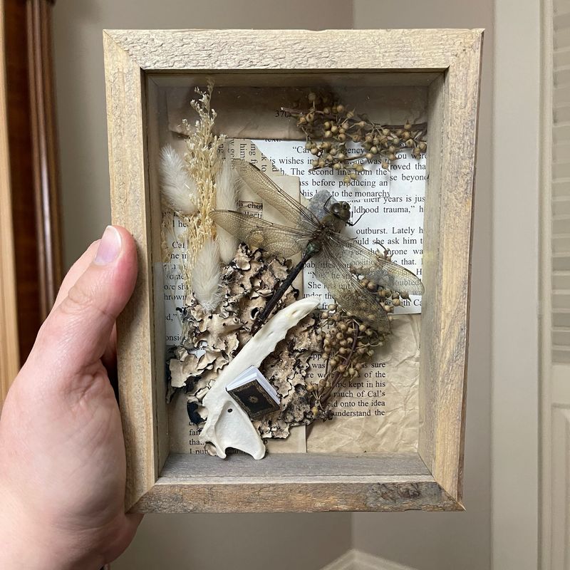 Bookish Bugs: Framed Darner Dragonfly 5 X 7 Inches