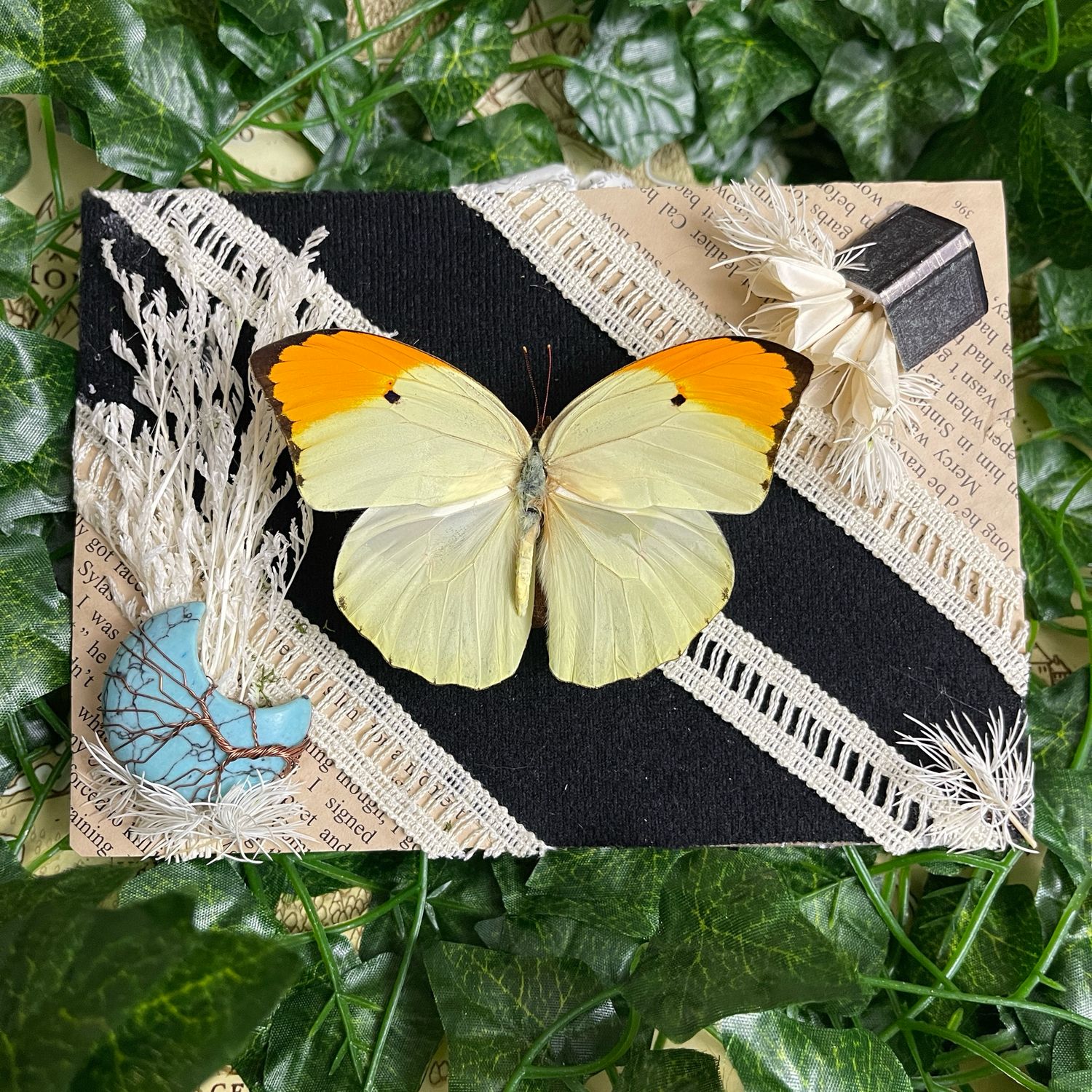 Orange Tipped Sulphur Butterfly 5 x 7 Inches