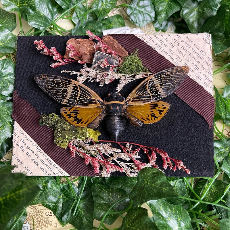 Bookish Bugs: Framed Cicada 5 x 7 Inches Bookish Bugs: Framed Cicada 5 x 7 Inches