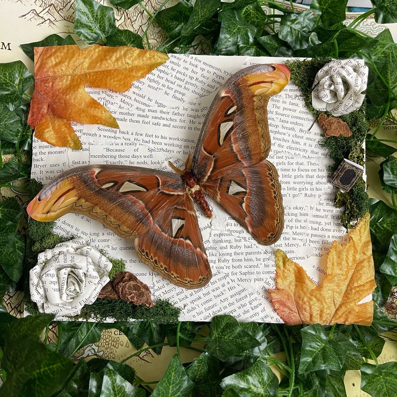 Bookish Bugs: Framed Atlas Moth 8 x 10 Inches Bookish Bugs: Framed Atlas Moth 8 x 10 Inches
