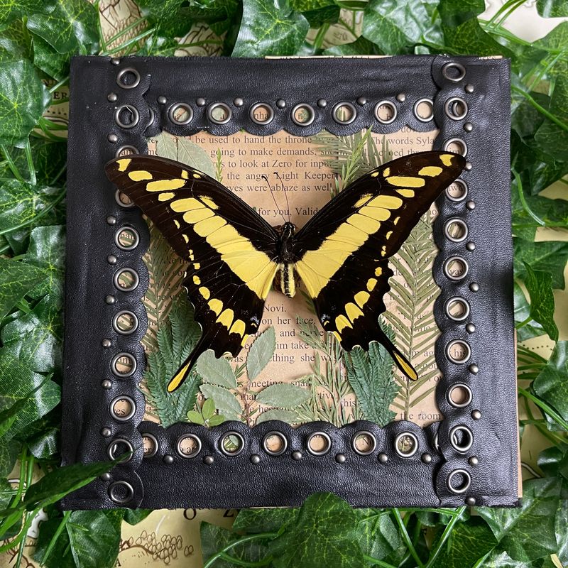 Bookish Bugs: Framed King Swallowtail Butterfly 5 x 7 Inches