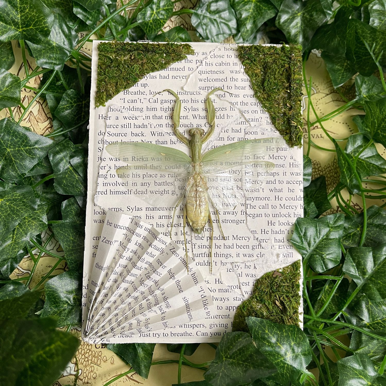 Bookish Bugs: Framed Indonesian Green Mantis 5 x 7 Inches