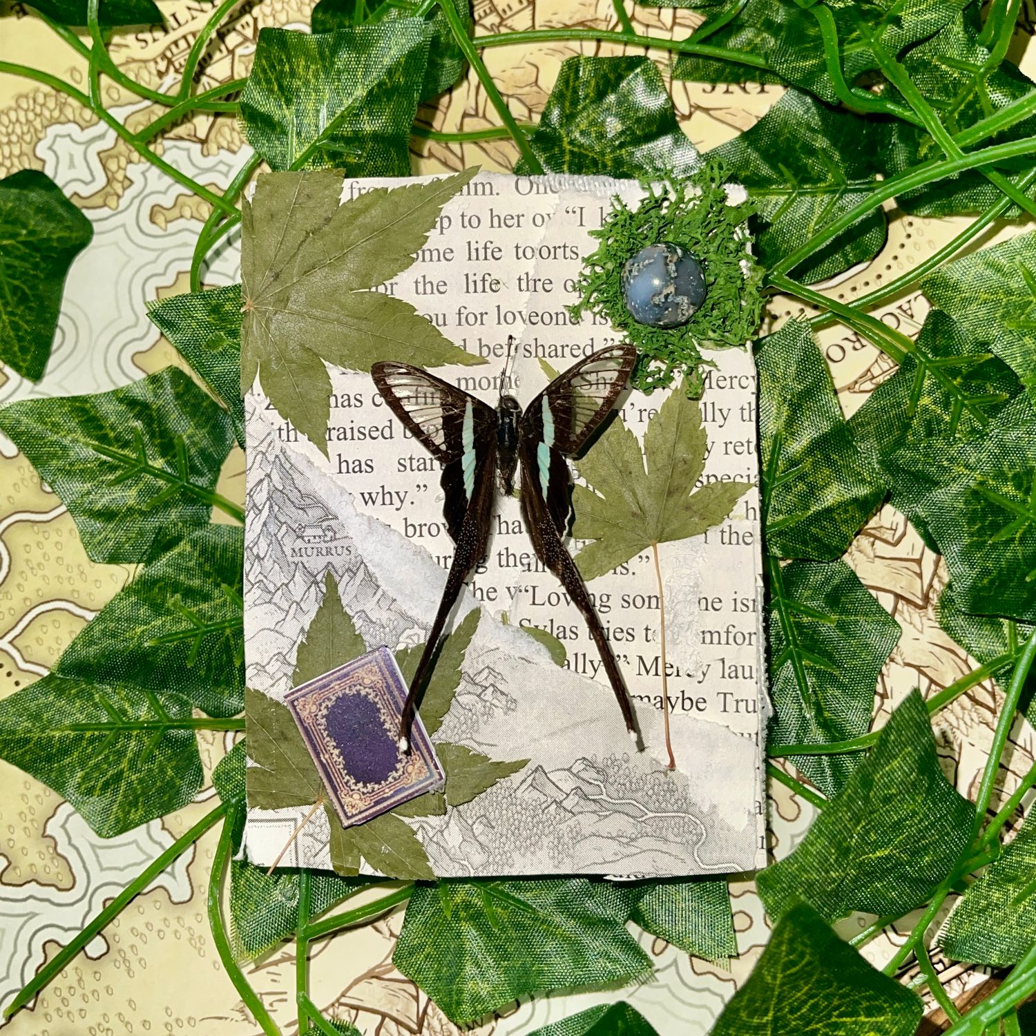 Bookish Bug: Framed Green Dragontail Butterfly 3 X 4 Inch