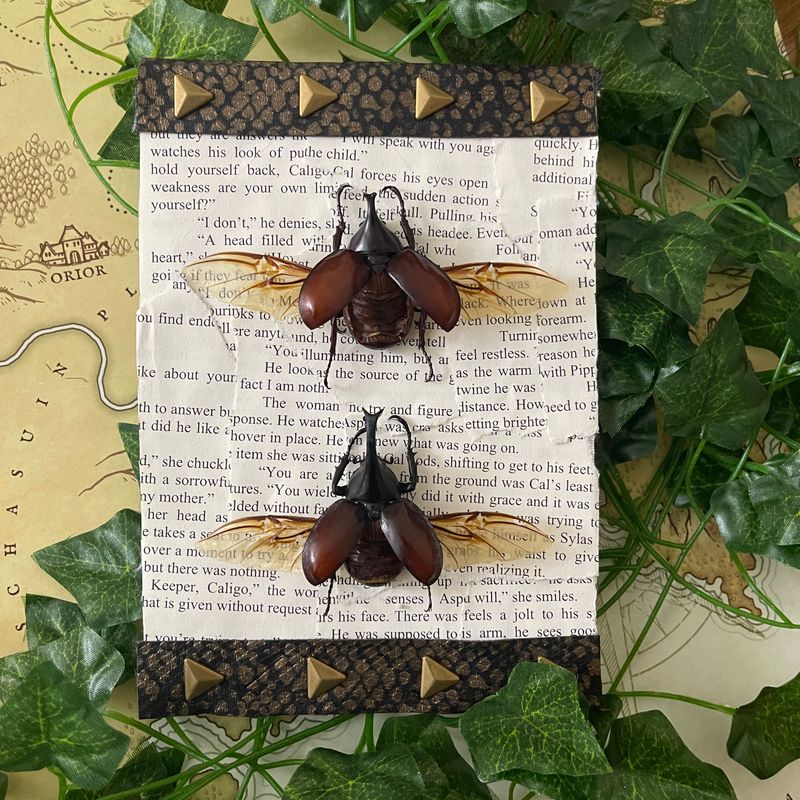 Bookish Bugs: Framed Pair of Japanese Horned Beetles 5 x 7 Inches