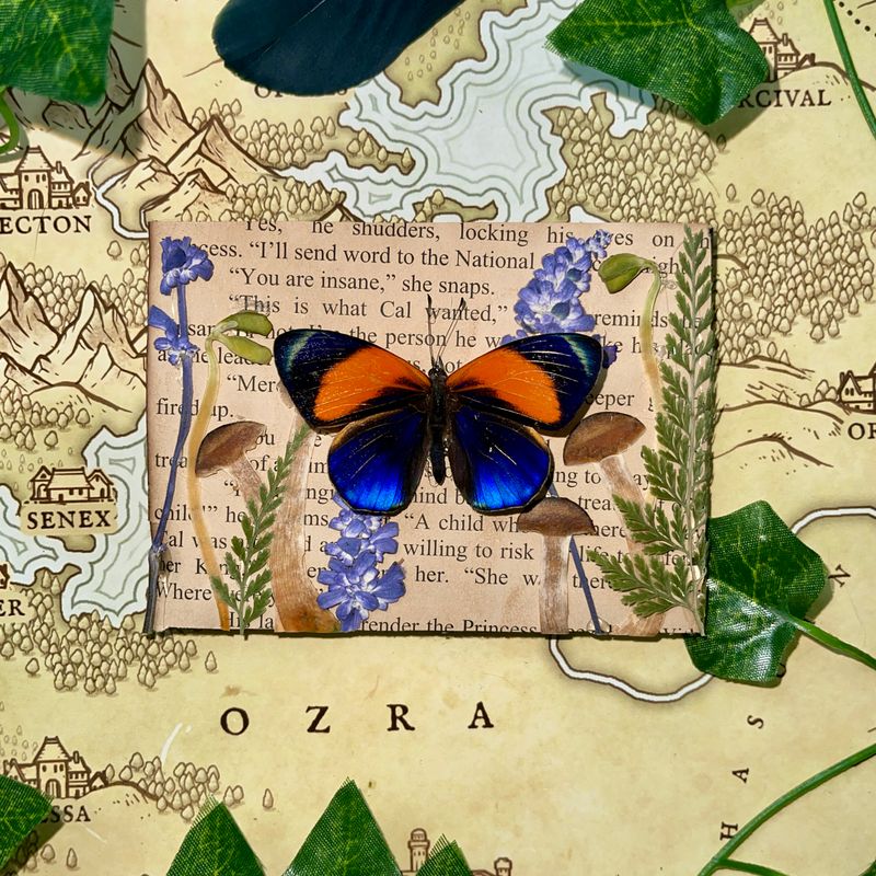 Bookish Bug: Dotted Glory Butterfly w/ Mushrooms 3 X 4 Inch