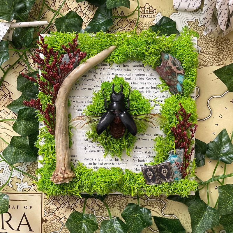 Giant Stag Beetle w/ Real Antler 7 x 7 Inches