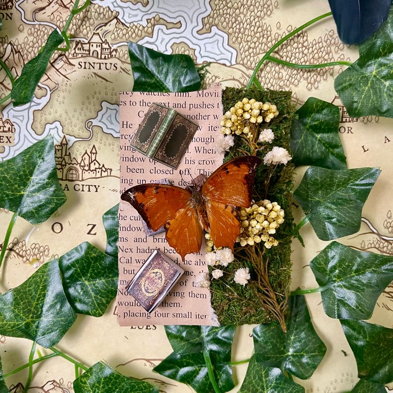 Falcate Red Charaxes Butterfly 3 X 4 Inch