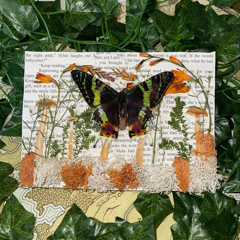 Sunset Moth w/ Real Dried Mushrooms 5 x 7 Inches