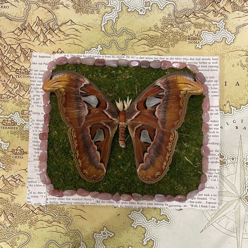Atlas Moth With Rose Quartz 8 x 10 Inches