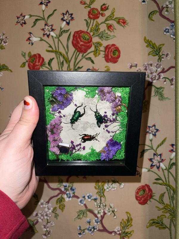 Frog Beetle Trio in 6 x 6 Inch Black Frame
