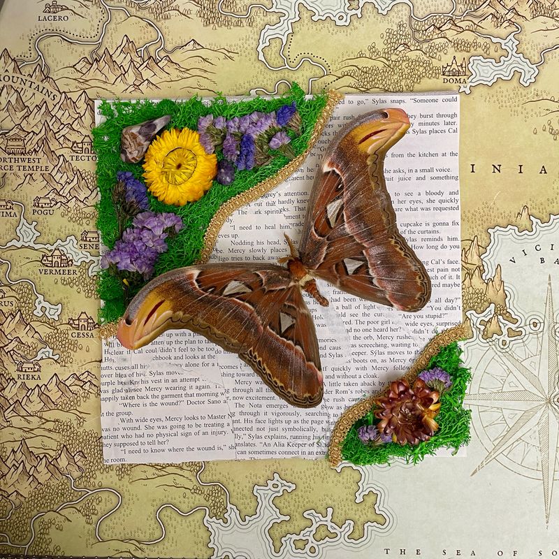 Atlas Moth With Amethyst In 9 x 9 Inch Frame