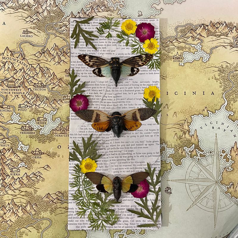 Cicada Trio in 6 x 14 Inch Black Frame