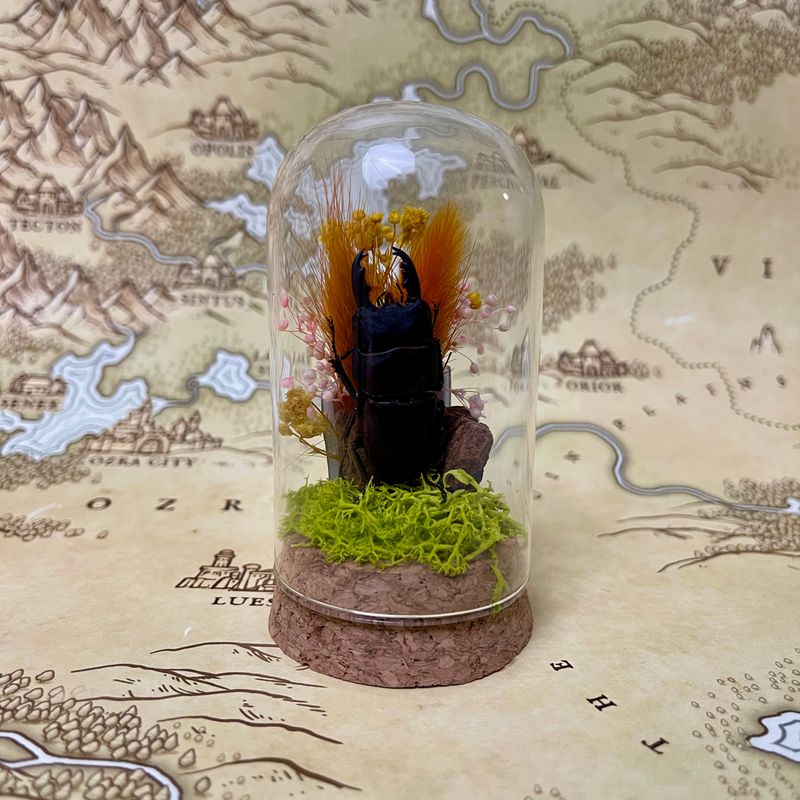 Female Stage Beetle #1 in 3-inch Cloche